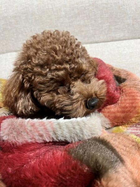 犬２