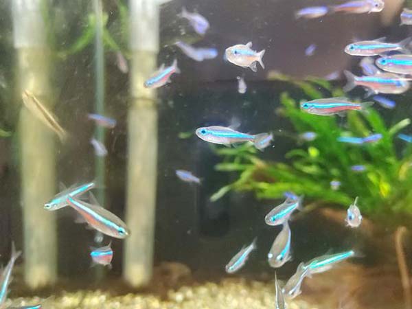 魚2