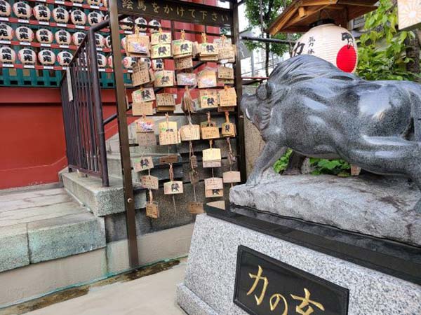 猪