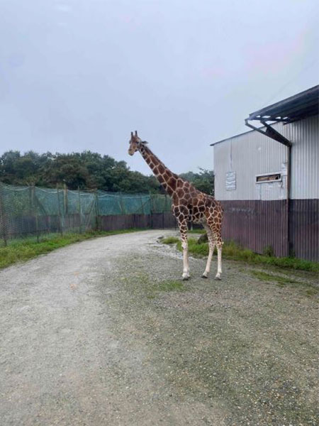 キリン