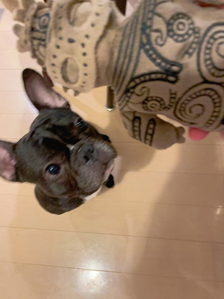愛犬とポーチ