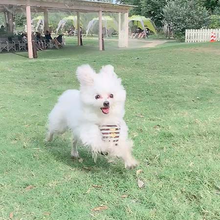 走る犬
