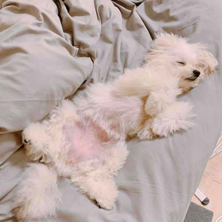 寝る犬