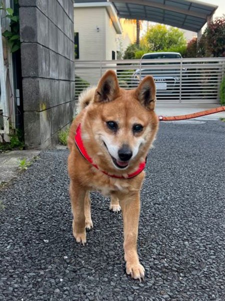 柴犬「凛」