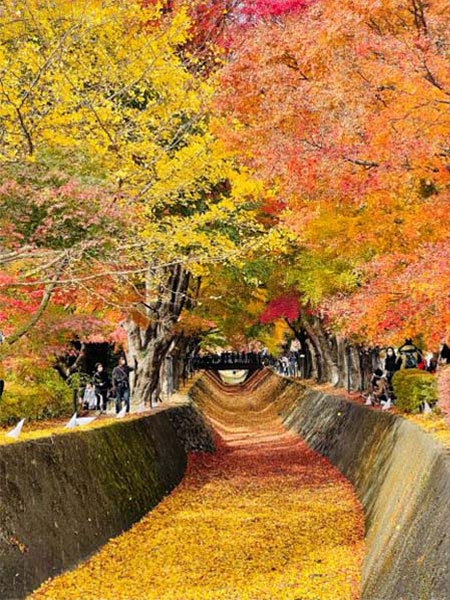 もみじ回廊