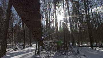 $B%Y%i%t%'%7%e%9%+%d!&%W!<%7%c(B/$B%S%c%&%)%t%#%(%8%c86@8NS(B