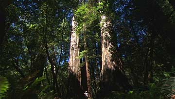 $B%l%C%I%&%C%I9qN)8x1`(B