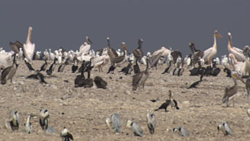 $B%P%s%@%k%,%s9qN)8x1`(B